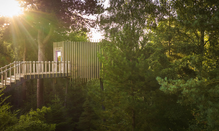Stairs leading to a sauna nestled in the treetops.