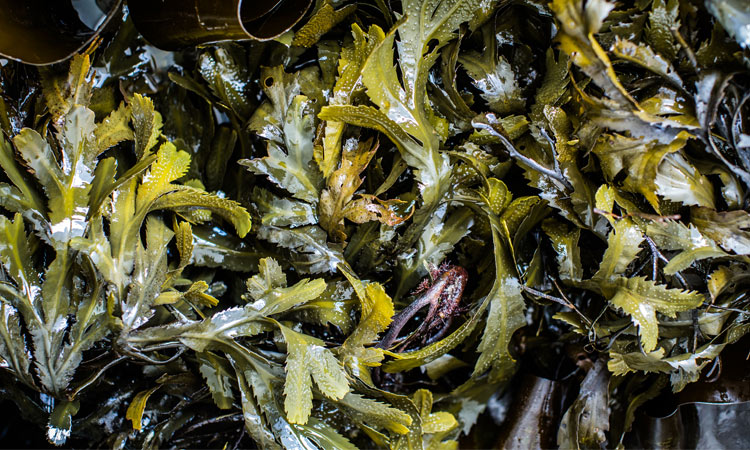 seaweed