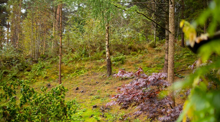Views of the forest floors and treetops.